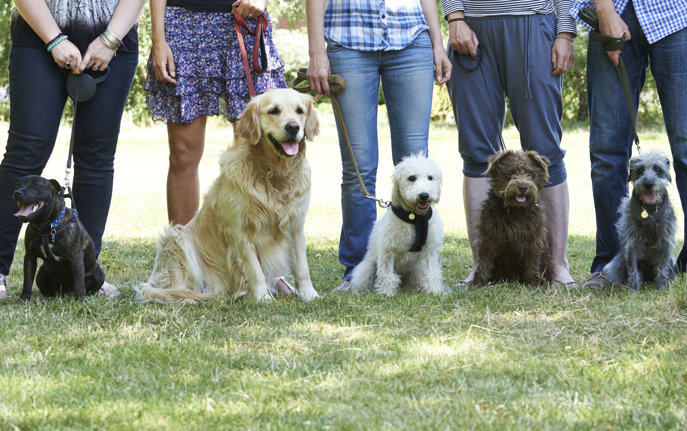 Hundegruppe