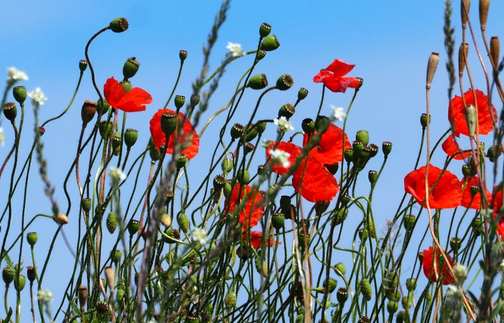 Mohn